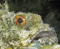 Bearded scorpionfish (L: Scorpaenopsis barbata)

Cat Is... by Mike Dickson 